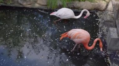 Suda yiyecek arayan pembe flamingolar.