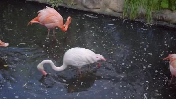Rózsaszín flamingók élelmet keresnek a vízben. — Stock videók