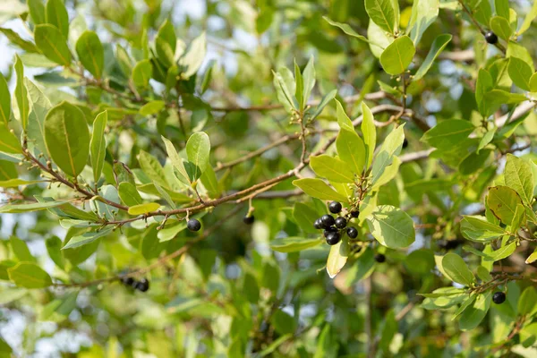 Green bay leaf growing in organic garden, spice ingredient background.The Bay leaf is an aromatic leaf commonly used in cooking. It can be used whole, or as dried and ground.