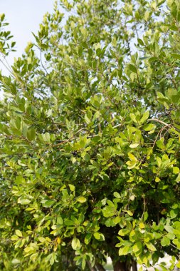 Yeşil defne yaprağı organik bahçede yetişiyor, baharat içeriği arka planda. Körfez yaprağı genellikle yemek pişirmede kullanılan aromatik bir yapraktır. Bütün olarak kullanılabilir, ya da kuru ve zemin olarak..