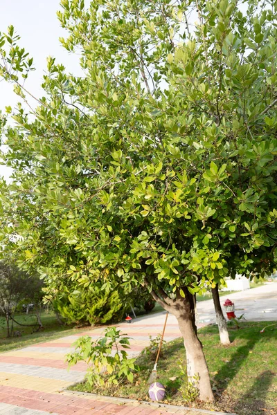 Green bay leaf growing in organic garden, spice ingredient background.The Bay leaf is an aromatic leaf commonly used in cooking. It can be used whole, or as dried and ground.