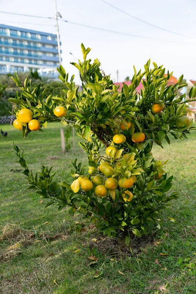 Mandarino Nano Punteggiato Frutta Matura Giorno Autunno — Foto Stock