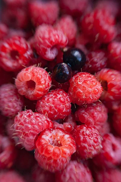 Beautiful Selection Freshly Picked Ripe Red Raspberries Two Berries Black — Stock Photo, Image