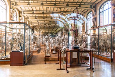 Doğal Tarih Müzesi Paleontoloji ve Karşılaştırmalı Anatomi Galerisi