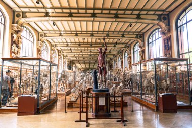 Doğal Tarih Müzesi Paleontoloji ve Karşılaştırmalı Anatomi Galerisi