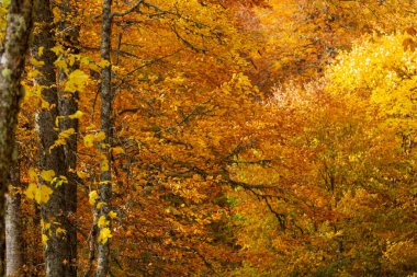 Ormandaki sonbahar altın dallarının yoğun dokusu