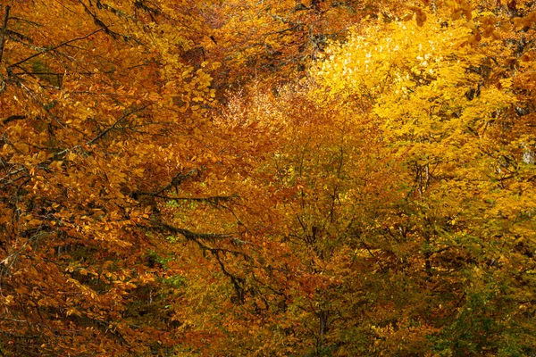 Dichte Textur herbstlicher goldener Zweige im Wald — Stockfoto