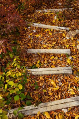 Altın sonbahar yapraklarıyla kaplı bir orman yolunda basit ahşap döşeme.