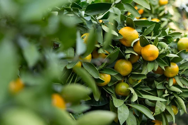 Ramo di mandarini sono pieni di frutti maturi — Foto Stock
