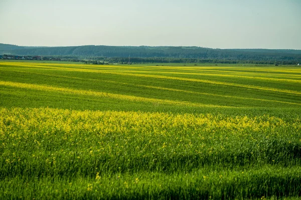 Çayır, Bahar arka plan taze yeşil çimenlerin üzerinde alan sarı kır çiçekleri ile çiçekler