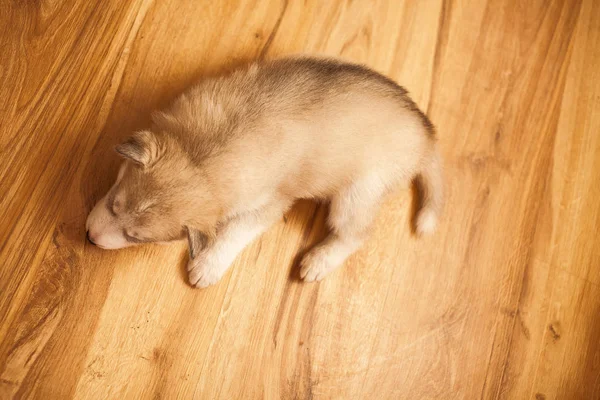 Filhote de cachorro husky siberiano adormecido — Fotografia de Stock