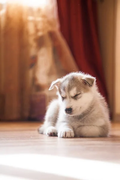 Sleeping siberian husky puppy — Stock Photo, Image