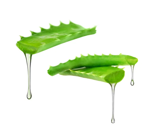 Essência da planta aloe vera goteja das folhas — Fotografia de Stock