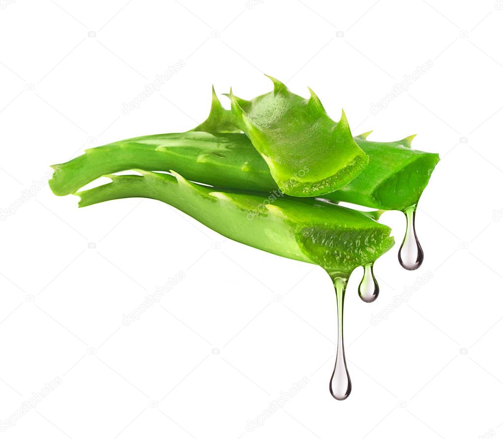 Essence from aloe vera plant drips from leaves, isolated on whit