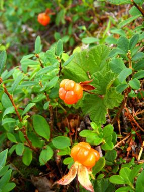 cloudberries içinde belgili tanımlık vahşi büyümek
