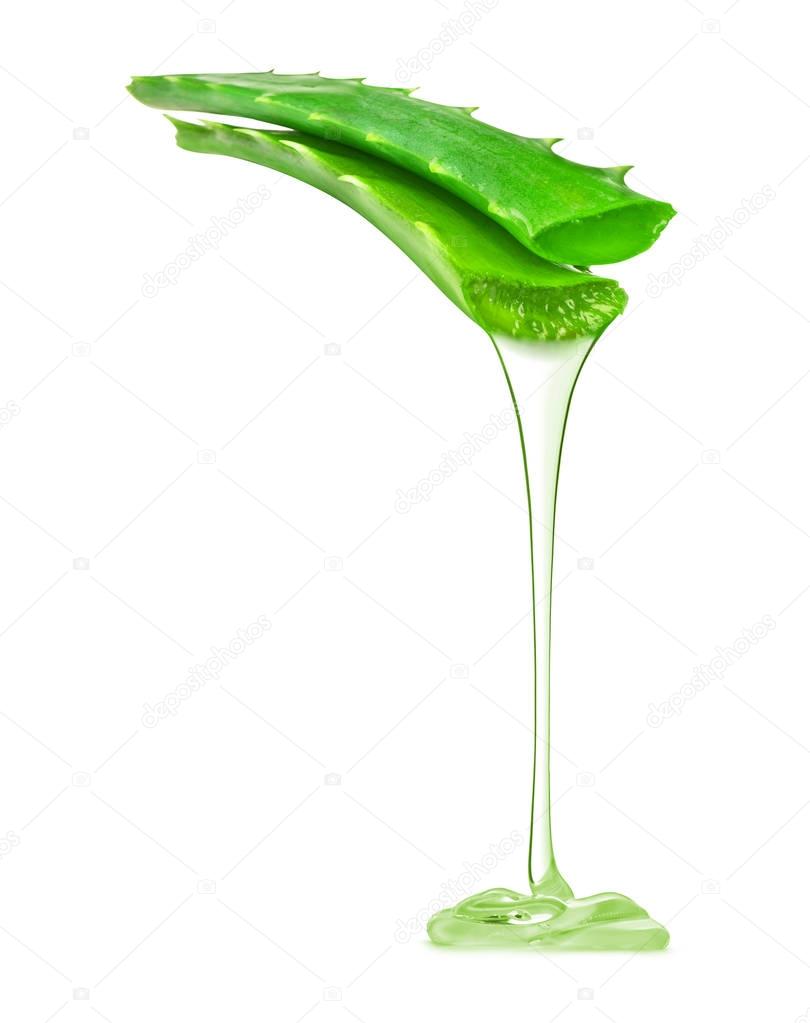 Transparent essence from aloe vera plant drips from stem