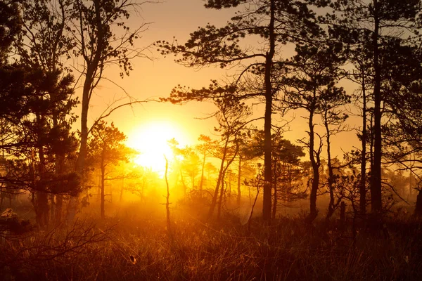 Lever de soleil dans une pinède — Photo