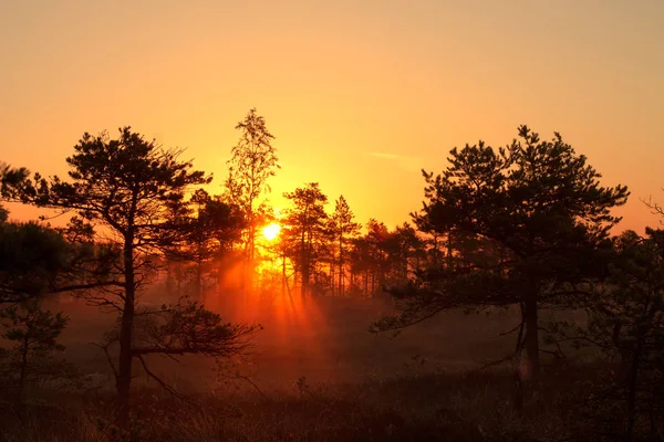 Схід сонця в хвойного лісу. "Кемері" Національний парк — стокове фото