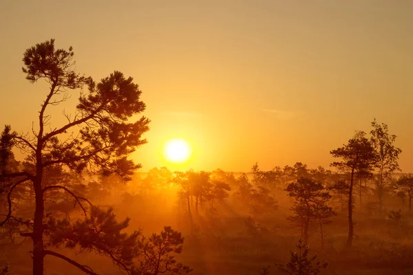 Foggy lever de soleil dans la taïga du pin — Photo