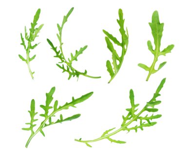 Beyaz arka plan üzerinde izole roka yaprakları kümesi