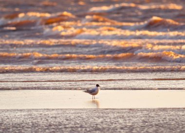 Güneşin ışığıyla aydınlatılan dalgalar deniz arka plan üzerinde martı