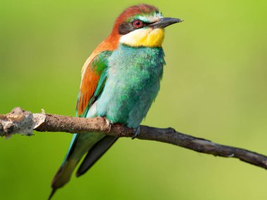Avrupalı arı yiyici kuru bir dalda oturuyor. Merops apiaster
