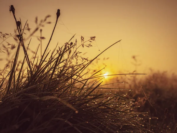 Dew drops on grass at sunrise. Nature background — 图库照片