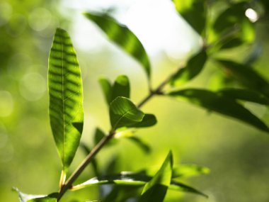 Bir bitkinin yeşil yaprakları güneş ışınlarıyla aydınlatılır. Doğa arkaplanı