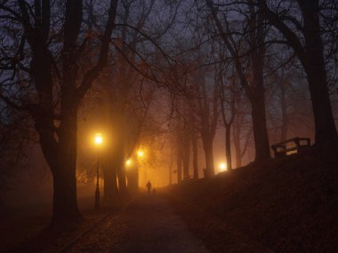 Şehir parkı sonbahar sabahının erken saatlerinde sisle kaplıdır.