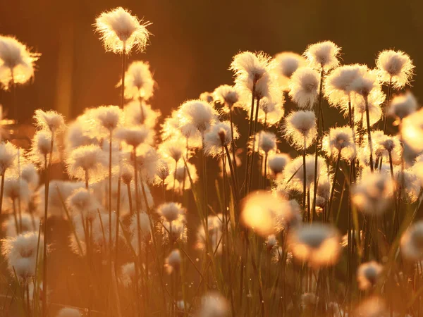 Bawełniana trawa w promieniach wschodzącego słońca. Kontekst natury — Zdjęcie stockowe