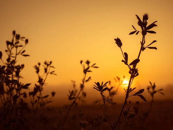 Краплі роси на рослинах на сході сонця. фон природи — стокове фото