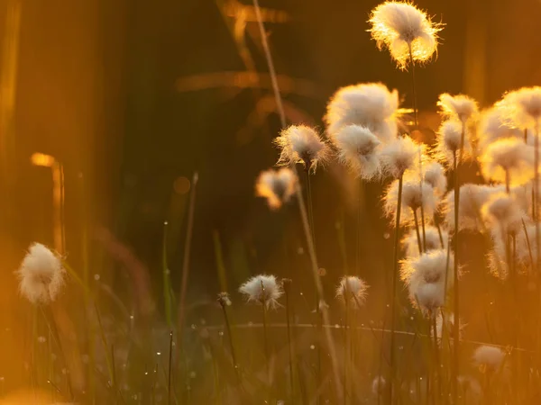 Hierba de algodón en la luz del atardecer. Fondo de naturaleza —  Fotos de Stock