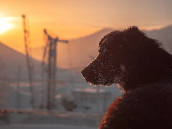 Kış günbatımının arka planında bir köpek — Stok fotoğraf