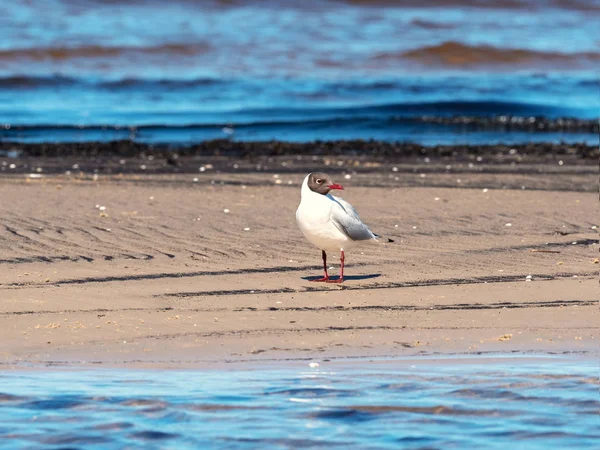 Gaivota do mar fica na areia no mar — Fotografia de Stock