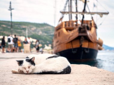 Kedi eski bir yelkenlinin arka planında gezinirken uyur.