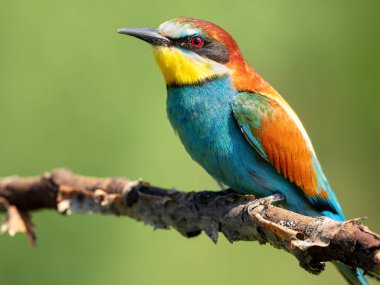 Avrupalı arı yiyici kuru bir dalda oturuyor. 