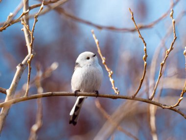 Long-tailed tit bird sits on a branch
