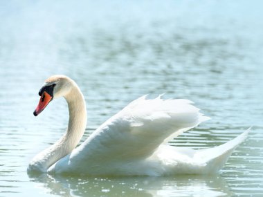Işıklardaki beyaz kuğu sudan yansıyor.