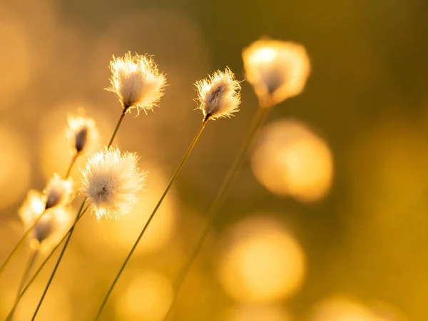 Мягкая Хлопковая Трава Лучах Вечернего Солнца — стоковое фото