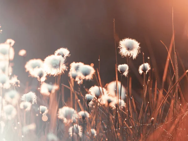 Baumwollgras Den Lichtstrahlen Der Aufgehenden Sonne Hintergrund Natur — Stockfoto