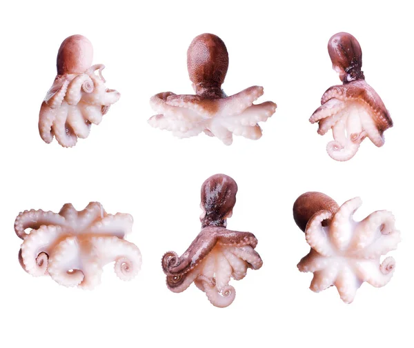 Set Small Octopuses Isolated White Background Part — Stock Photo, Image