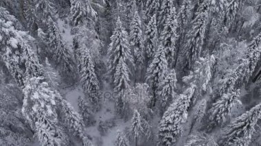 Havadan görünümü. Uçuş karlı orman üzerinde. Kış doğada. Manzara panorama. Altay, Sibirya.