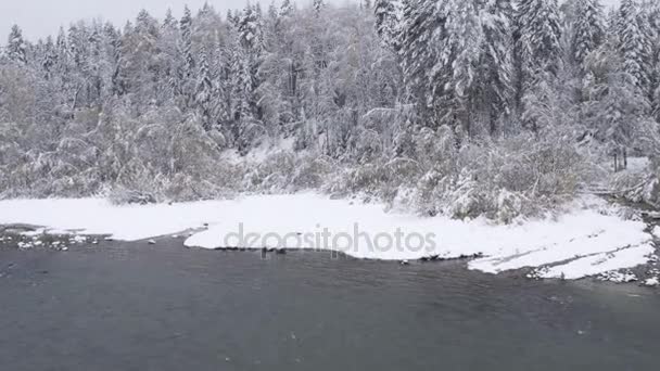 Vue Aérienne. Survolez la belle rivière d'hiver et la forêt enneigée. Nature en hiver. Panorama paysager. Altaï, Sibérie . 