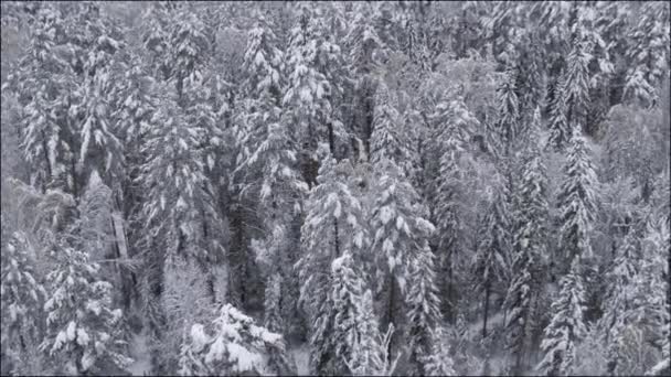 空撮。雪に覆われた森の上飛行。冬の自然。風景パノラマ。アルタイ、シベリア. — ストック動画