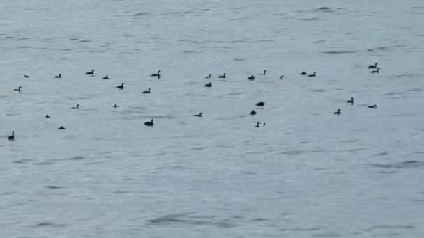 En fiskebåt fiskar i havet. — Stockvideo