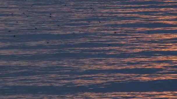 Puesta de sol rosa en el mar, calma en el mar . — Vídeos de Stock