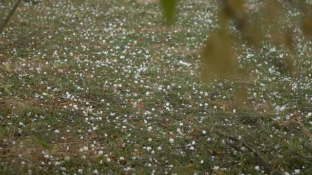 Granizo enorme, neve gelada cai do céu, na floresta . — Vídeo de Stock