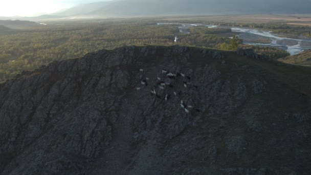 Вид с высоты птичьего полета на стадо горных коз с горным ландшафтом — стоковое видео