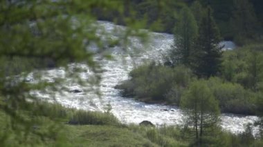 Dağ nehri ormanda hızlı bir nehirdir. 4k 