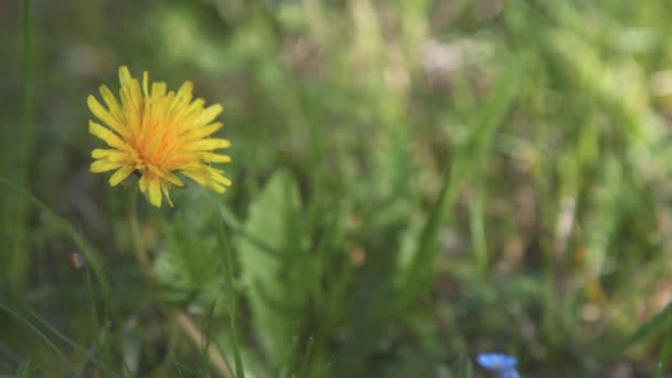 La flor amarilla del campo del diente de león joven en la hierba verde se sacude al viento. 4k — Vídeo de stock
